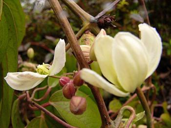 p1150331c_armandii_a_b.jpg