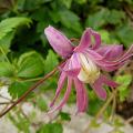 p1160774_c_markham_s_pink.jpg