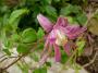 lysiane:plantes_du_jardin:clematites:p1160774_c_markham_s_pink.jpg