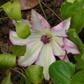 p1170014_c_omoshiro.jpg
