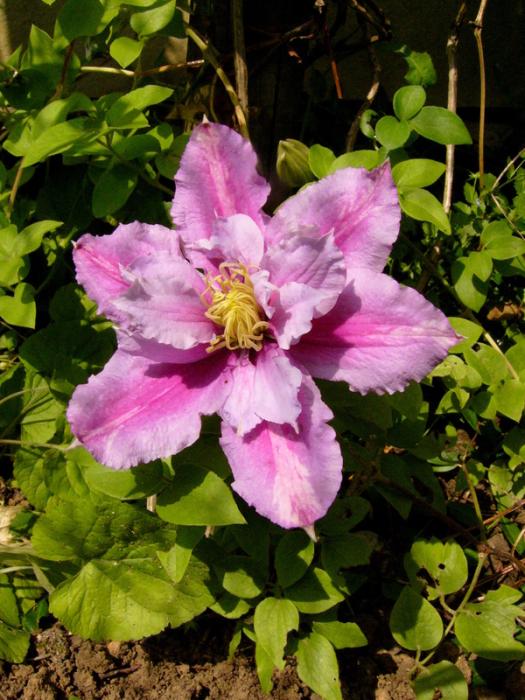 p1180262_piluu.jpg