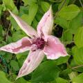 p1180372_c_pink_f.jpg