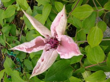 p1180372_c_pink_f.jpg