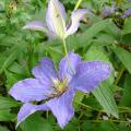 p1180947_rhapsody.jpg