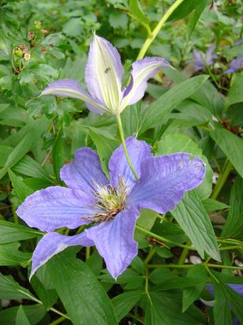p1180947_rhapsody.jpg