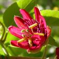 g.passiflore_g.passiflore_lady_margaret_8243.jpg