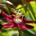 g.passiflore_g.passiflore_lady_margaret_8245.jpg