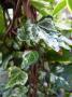 lysiane:plantes_du_jardin:divers:p1040671r.jpg