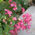 dscn2178.jpg