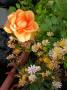 lysiane:plantes_du_jardin:fleurs:dscn2218.jpg