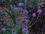 lysiane:plantes_du_jardin:fleurs:r0031553.jpg