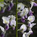 g.glycine_macrobotrys_0841.jpg