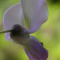 g.glycine_macrobotrys_4987.jpg
