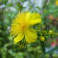 p1260741_h_kalmianum_gemo.jpg
