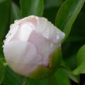 amano_sode_5541.jpg