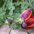 aphrodite_5677.jpg