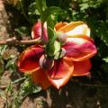 aphrodite_5778.jpg
