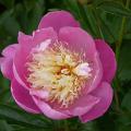 bowl_of_beauty_5868.jpg