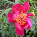 flamme_0038.jpg