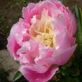mme_de_vatry_5644.jpg