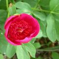 of_carmin_0022.jpg