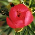 of_peregrina_lobata_otto_froebel_.jpg