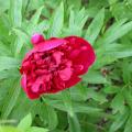 of_rubra_plena_0020.jpg