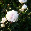 p1000029r.jpg
