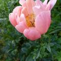 p1000135r.jpg