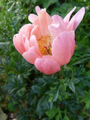 p1000135r.jpg