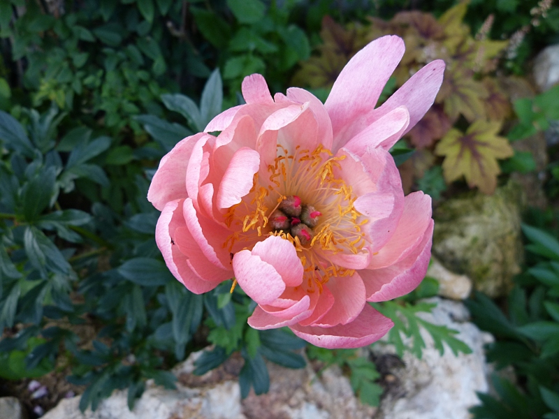 p1000138r.jpg
