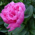 p1000189r.jpg