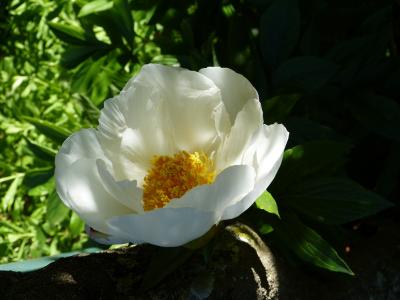 p1000763r.jpg