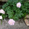 p1120020.jpg