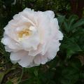 p1120950.jpg