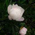 p1180863_mme_boulanger.jpg