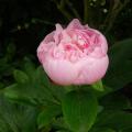 p1190069_mme_boulanger.jpg