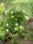 lysiane:plantes_du_jardin:pivoines:p1220147.jpg
