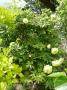 lysiane:plantes_du_jardin:pivoines:p1280148.jpg