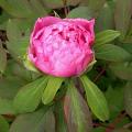 pink_4650.jpg