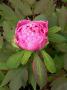 lysiane:plantes_du_jardin:pivoines:pink_4650.jpg