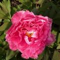 pink_4655.jpg