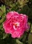 lysiane:plantes_du_jardin:pivoines:pink_4655.jpg