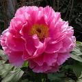 pink_4661.jpg