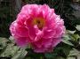 lysiane:plantes_du_jardin:pivoines:pink_4661.jpg