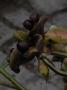 lysiane:plantes_du_jardin:pivoines:r0011906_red.jpg