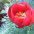 r0015870red.jpg