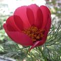r0015957_red.jpg