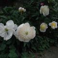 r0025769r.jpg