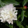 rigolotte_5472.jpg